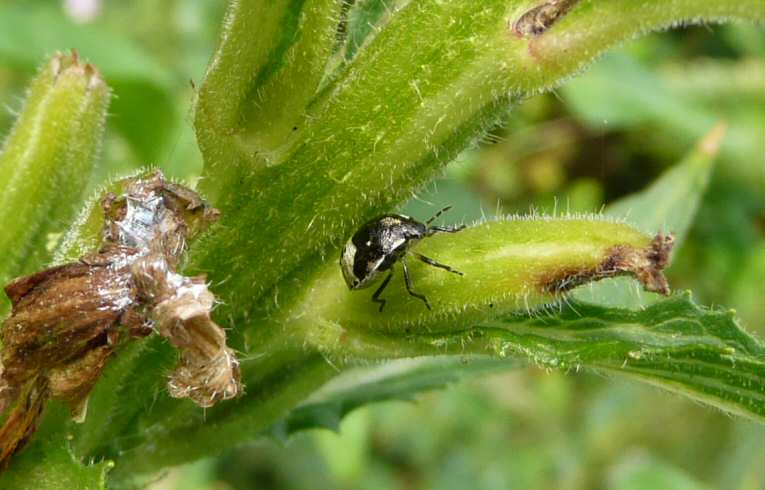 Palomena prasina