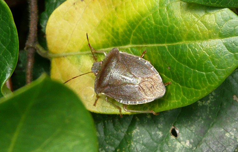 Palomena prasina
