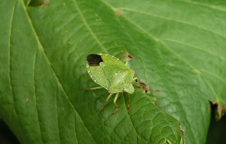 Palomena prasina