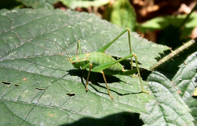 Speckled Bush-cricket