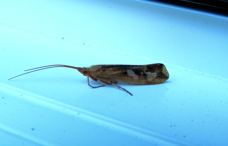 Limnephilus_lunatus