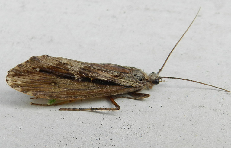 Glyphopsyche irrorata