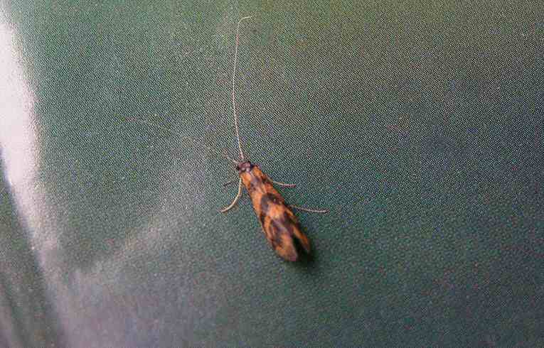 Mystacides longicornis