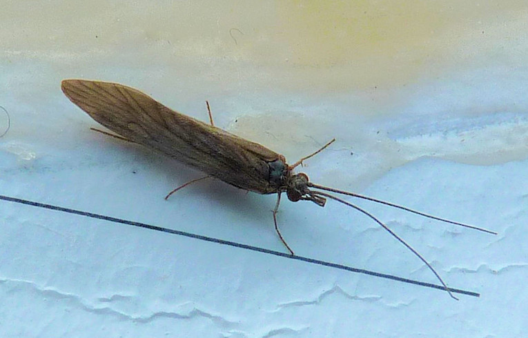 Tinodes waeneri