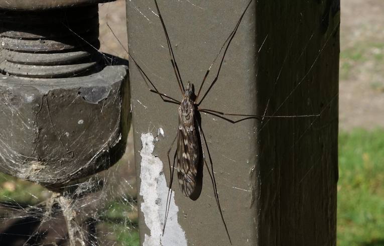 Tipula (confusa?/)