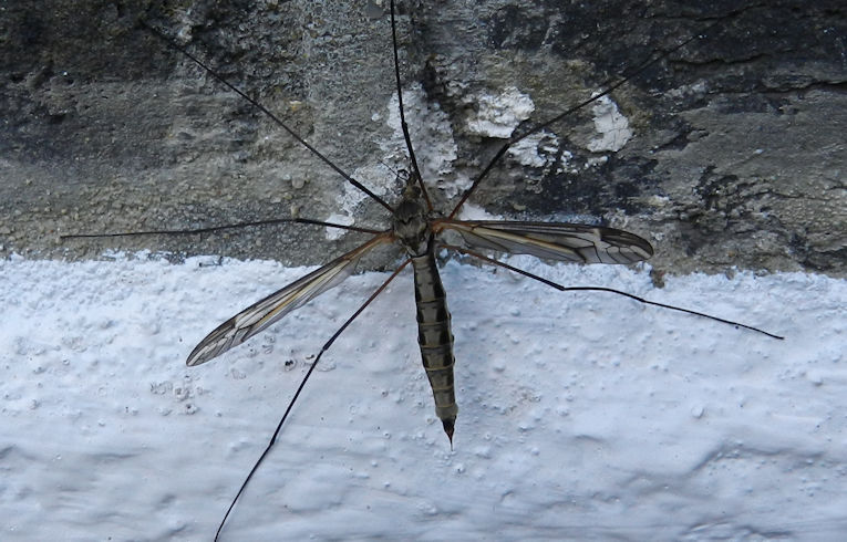 Tipula vitatta ?