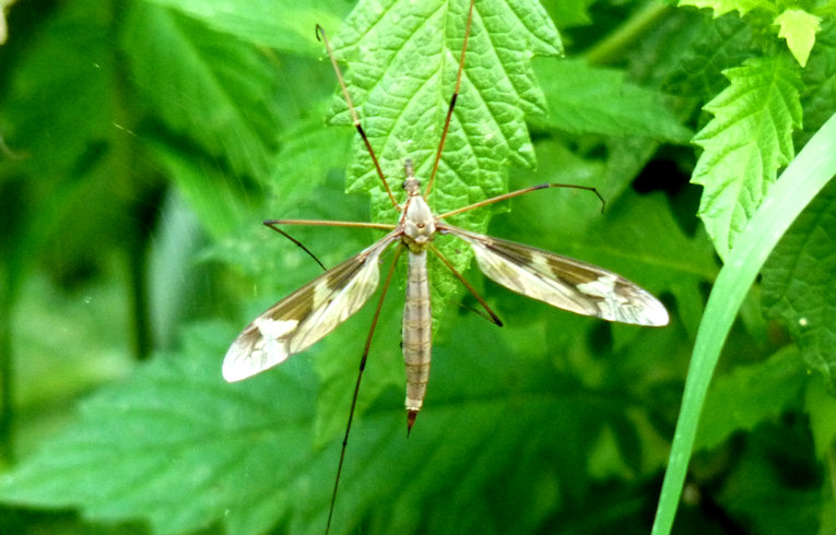 Tipula maxima
