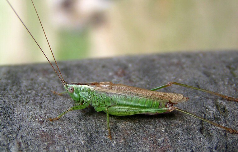 Long-winged Conehead