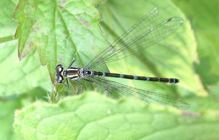 Coenagrion puella?