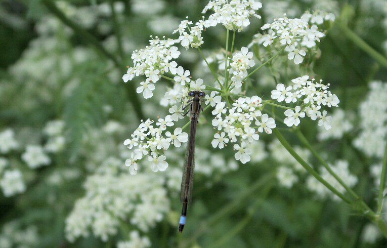 Ischnura elegans