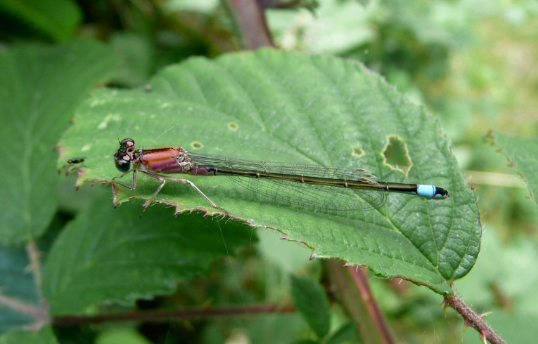 Ischnura elegans