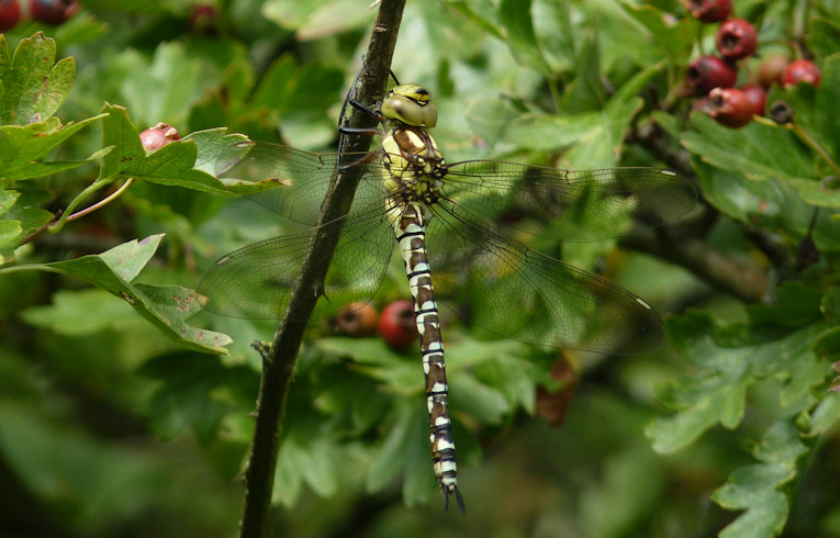 Aeshna cyanea