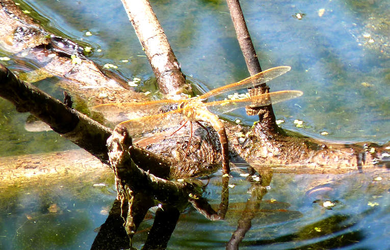 Brown Hawker