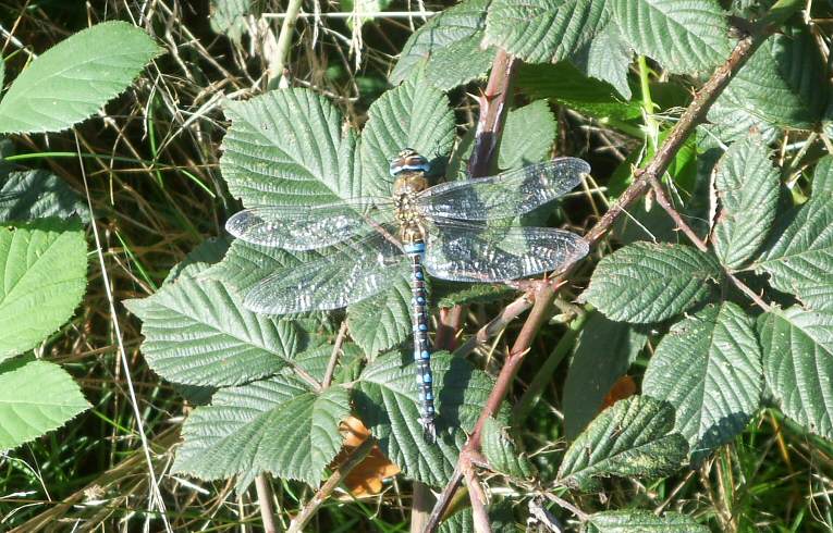 Common Hawker