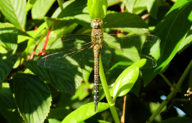 Migrant Hawker