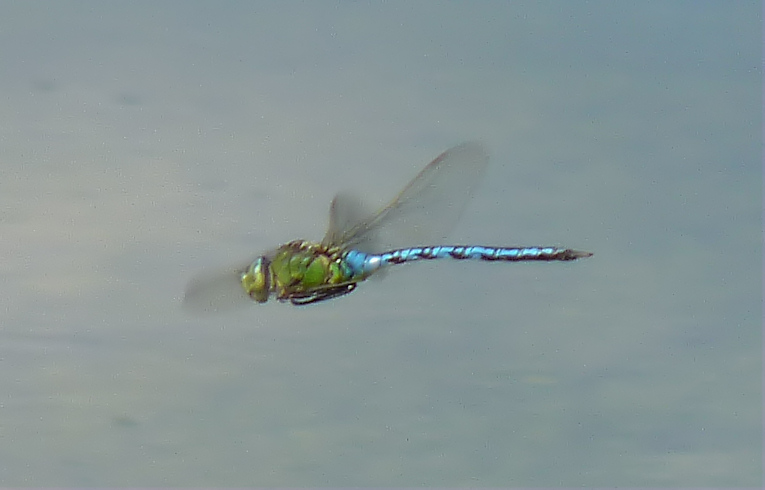 Anax imperator