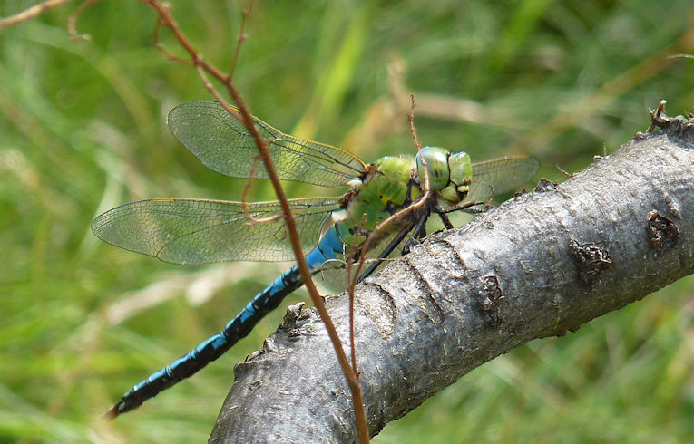 Anax imperator
