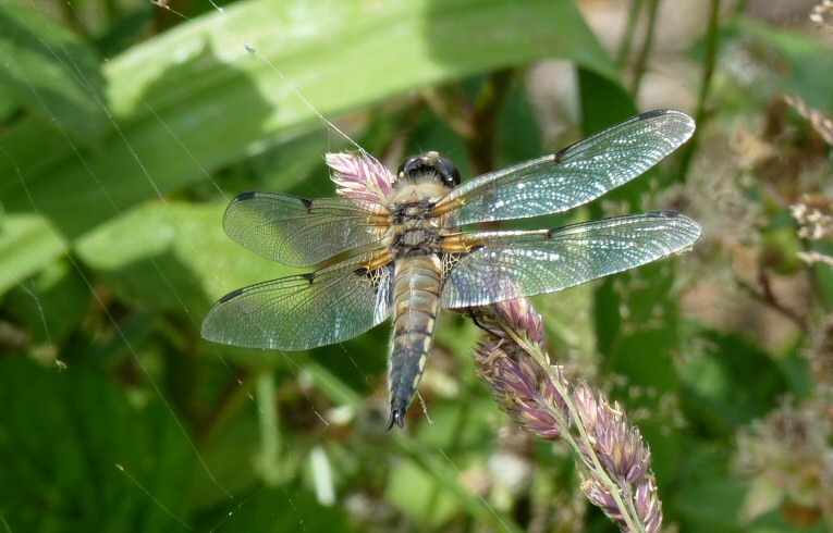 Libellula quadrimaculata