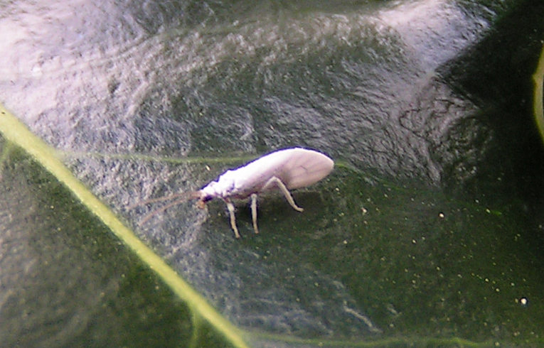 Coniopteryx sp.