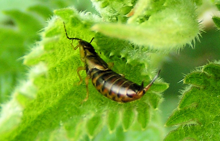 Earwig