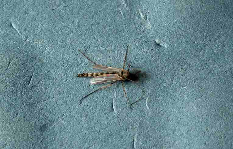 Chironomus sp.