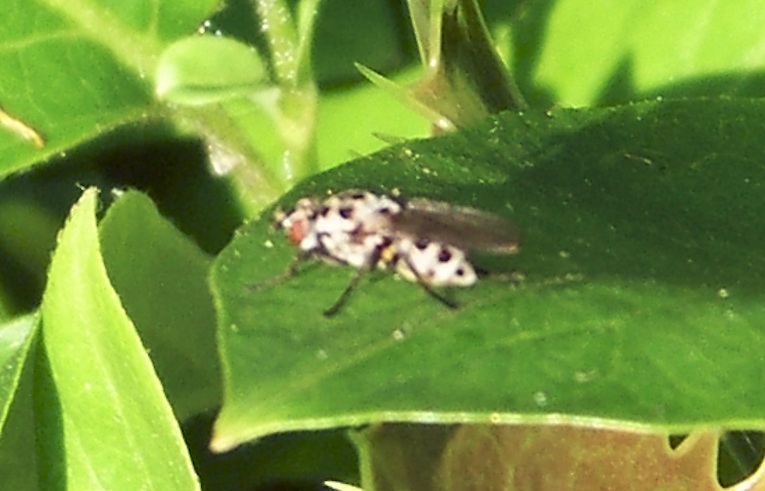 Coenosia sp.