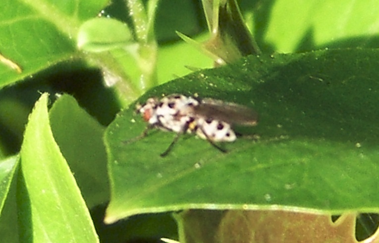 Coenosia sp.