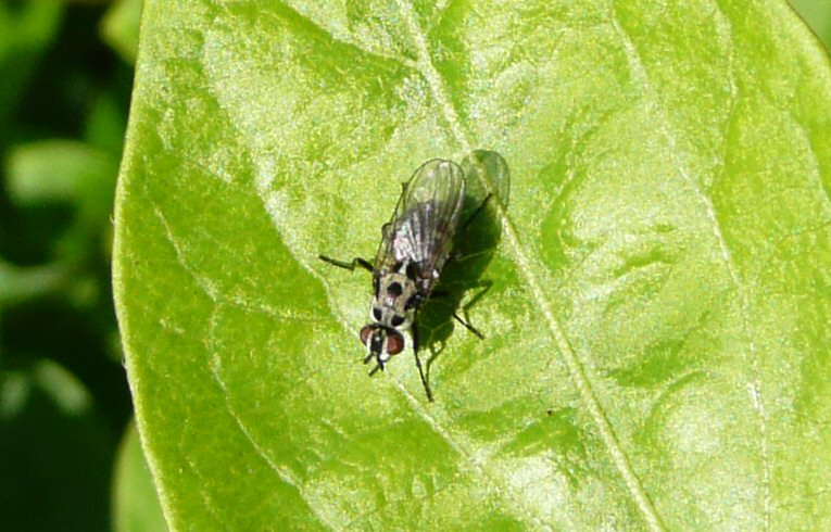 Anthomyia pluvialis