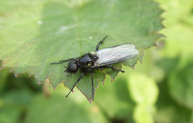 Bibio marci