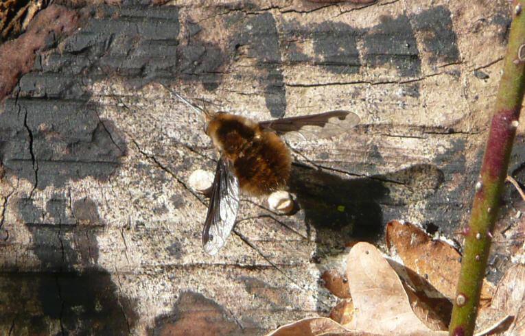 Bombylius sp.