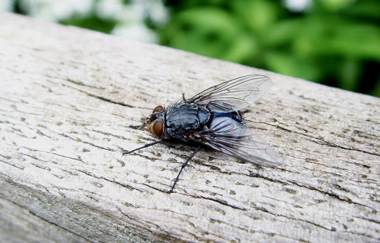 Calliphora sp.