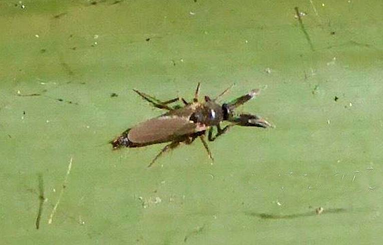 Ceratopogonidae