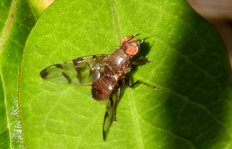 Geomyza tripunctata ?