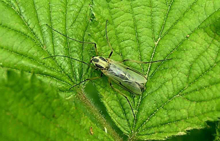 Chironomus plumosus