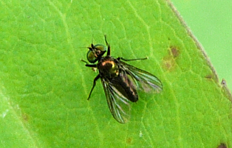 Chrysotus sp.