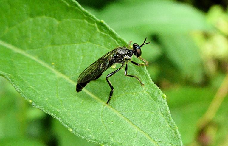 Dioctria hyalipennis