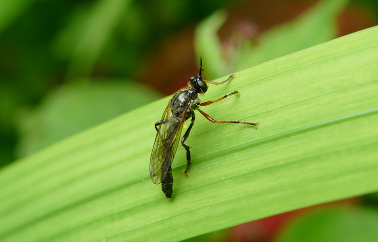 Dioctria (rufipes?)