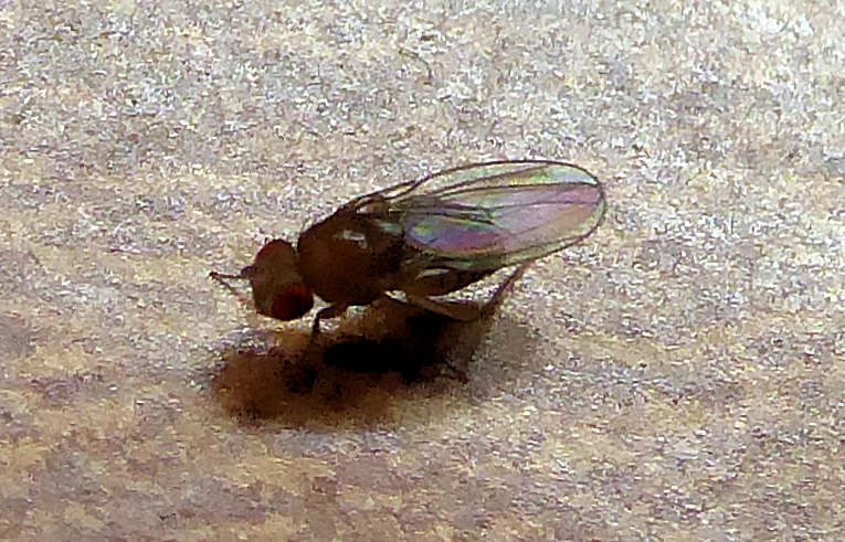Drosophila sp.