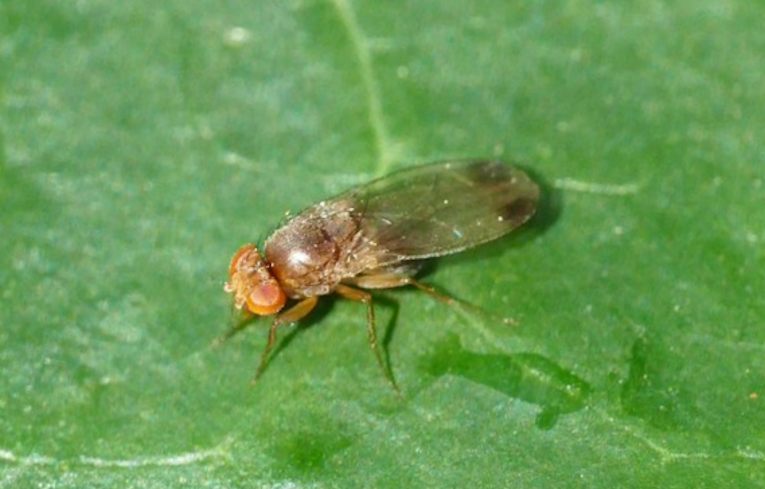 Drosophila suzukii
