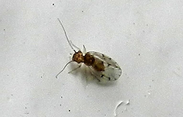 Ectopsocus petersi ?