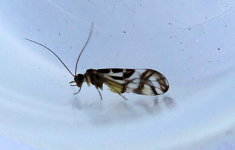 Graphopsocus cruciatus