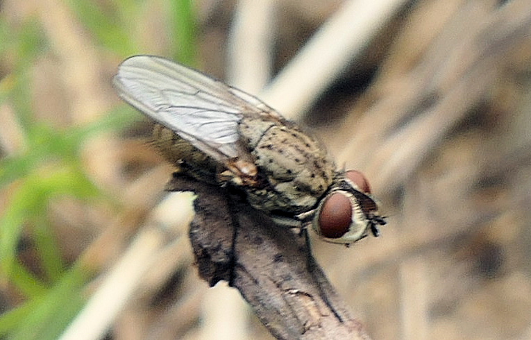 Leucophora (sp.)