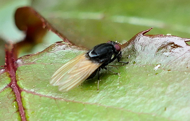 Minettia longipennis ?