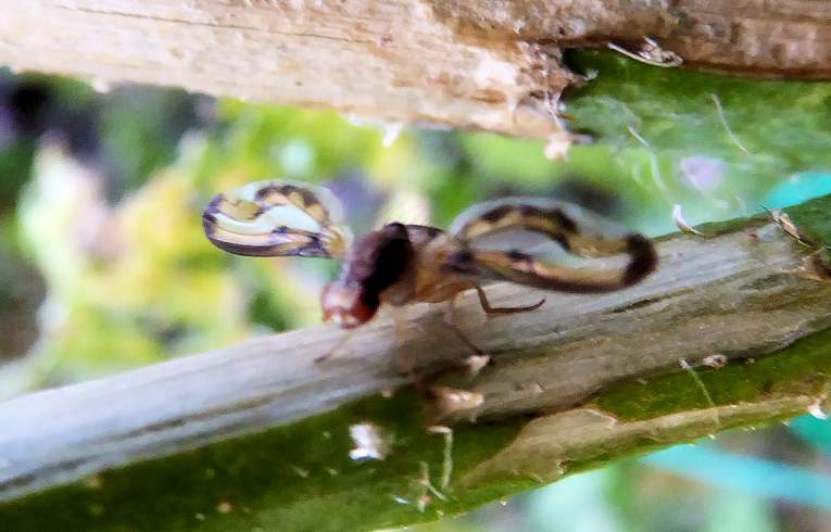 Palloptera (Toxoneura) muliebris