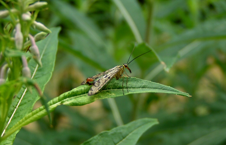 Panorpa sp.