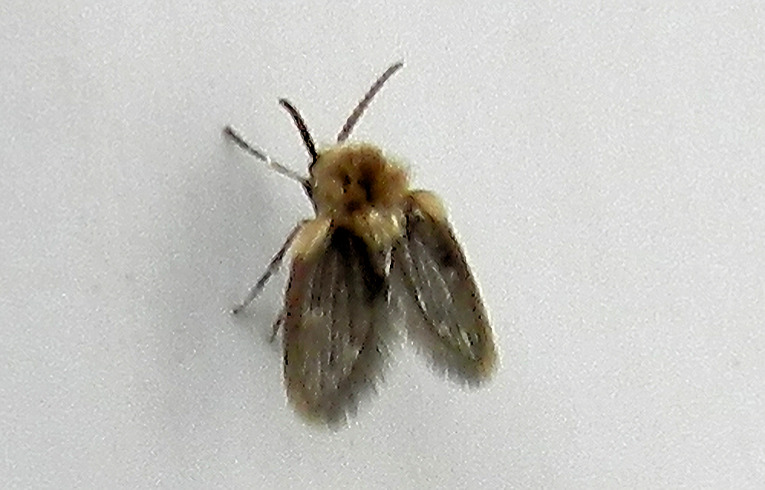 Philosepedon sp. ?