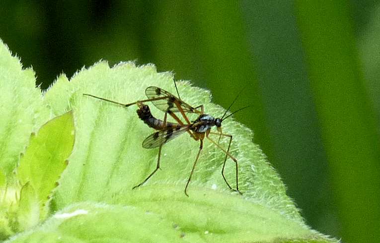 Ptychopteridae contaminata
