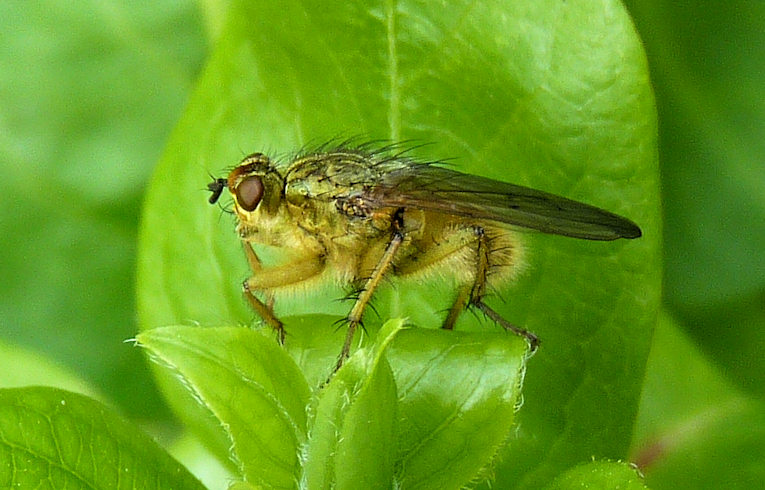 Scathophaga stercoraria