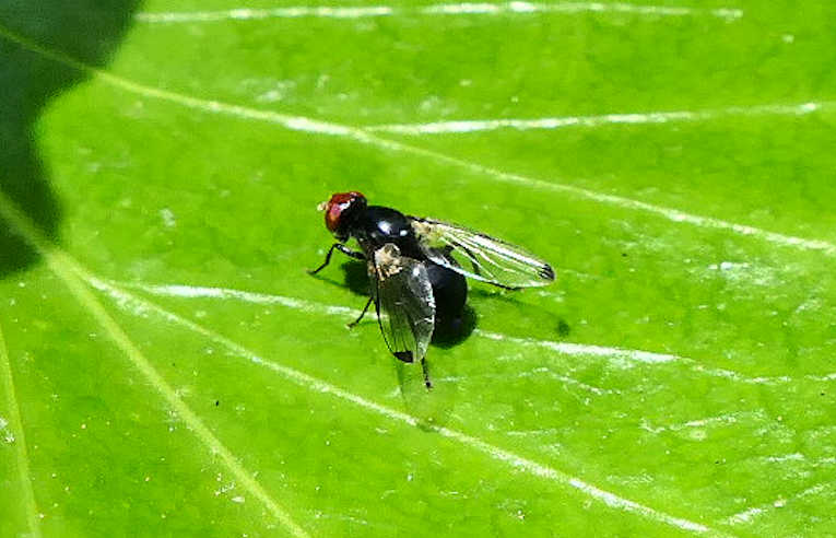 Seioptera vibrans
