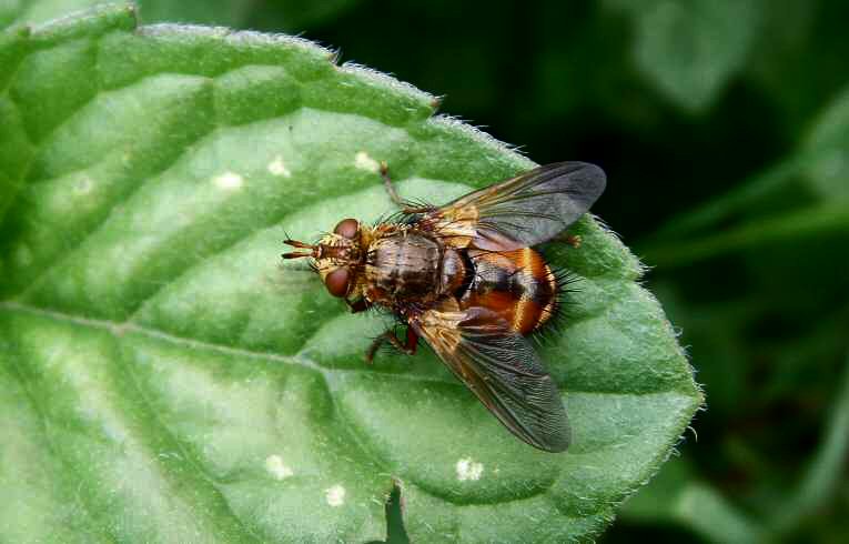 Tachina fera